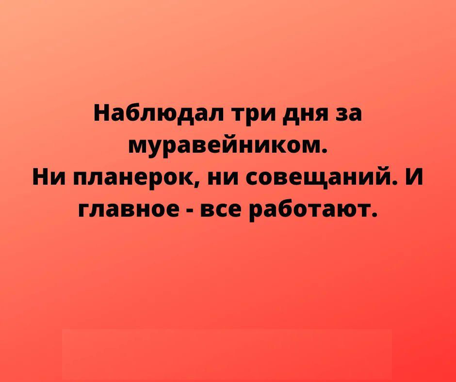 Наблюдал три дня за муравейником Ни ппаиерок ии совещаний и главное все работают