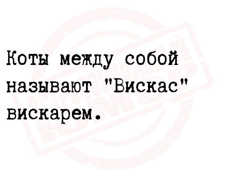 Коты между собой называют Вискас вискарем