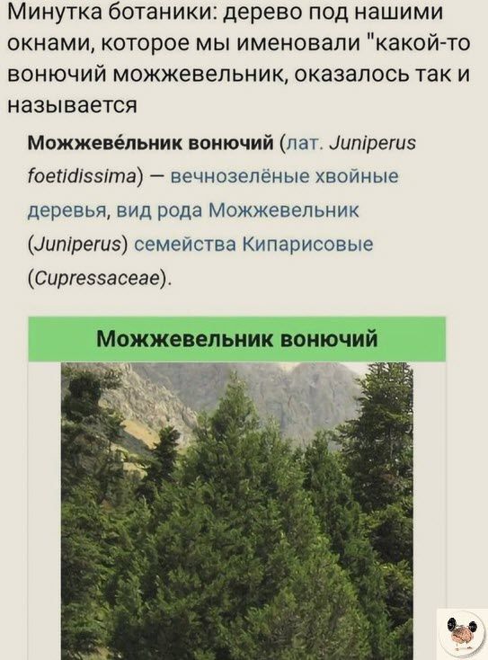 МИНУТКЗ бОТЗНИКИЗ дерево ПОД НЭШИМИ окнами которое мы именовали какойто ВОНЮЧИЙ МОЖЖЭБЭЛЬНИК ОКЭЗЗПОСЬ ТЗК И называется Можжвиёпьиик вонючий пет ипірегиз ГиепШззіта вечнозеленые хвойные деревья вид рада Мсжжевепьник _ипірегиэ семейства Кипарисоеые Сиргезэасеае Можжевельник вонючий