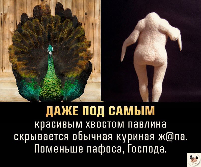 ЛАЖЕ ППд САМЫМ красивым хвпстпм павлина скрывается пбычнап куриная жпа Ппмвньшв пафоса Господа