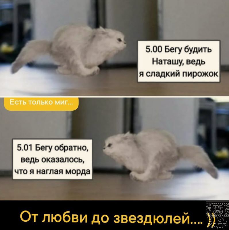 5 со Бегу будить Наташу ведь и сладкий пирожок 501 Бегу обратно ведь оказалось что я наглая морда От любви до звездюлей