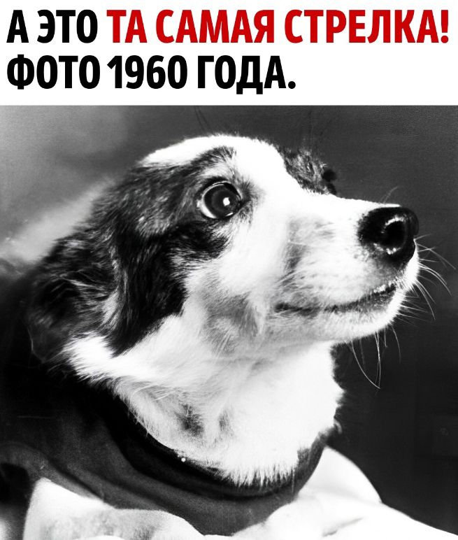 А ЭТО ТА САМАЯ СТРЕЛКА ФОТО 1960 ГОДА