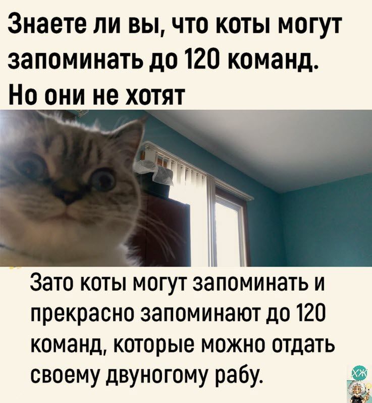 Знаете ли вы что коты могут запоминать до 120 команд Но они не хотят Зато коты могут запоминать и прекрасно запоминают до 120 команд которые можно отдать своему двуногому рабу