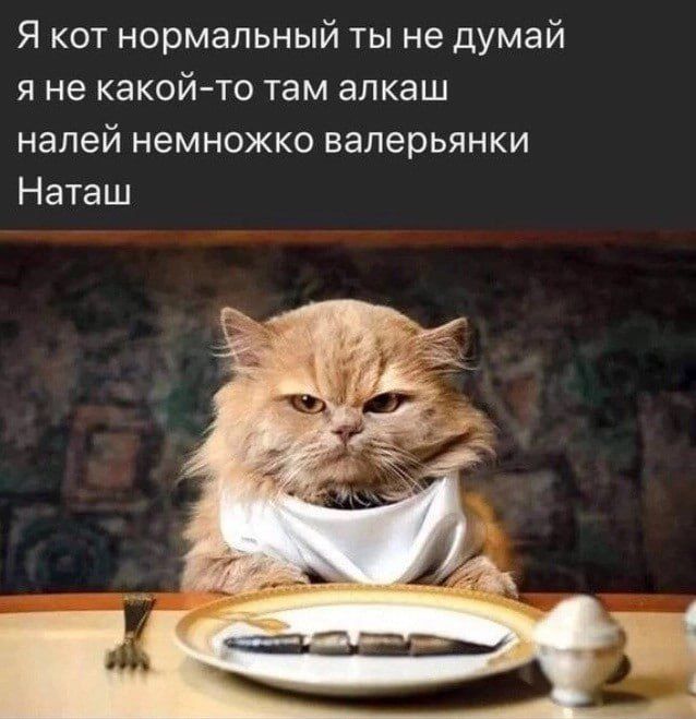 Я кот нормальный ты не думай я не какой то там алкаш налей немножко валерьянки Наташ