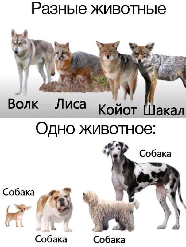 Разные ЖИВОТНЫЭ