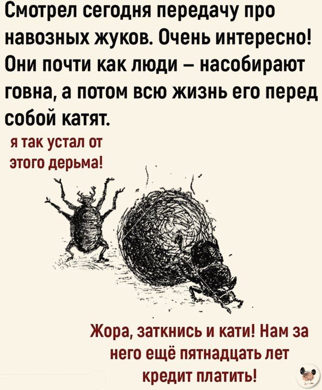 0мотреп сегодня передачу про навозных жуков Очень интересно Они почти как люди насобирают говна а потом всю жизнь его перед собой катят я так устал от это то дерьма Жора заткнись и кати Нам за него ещё пятнадцать лет кредит платить в