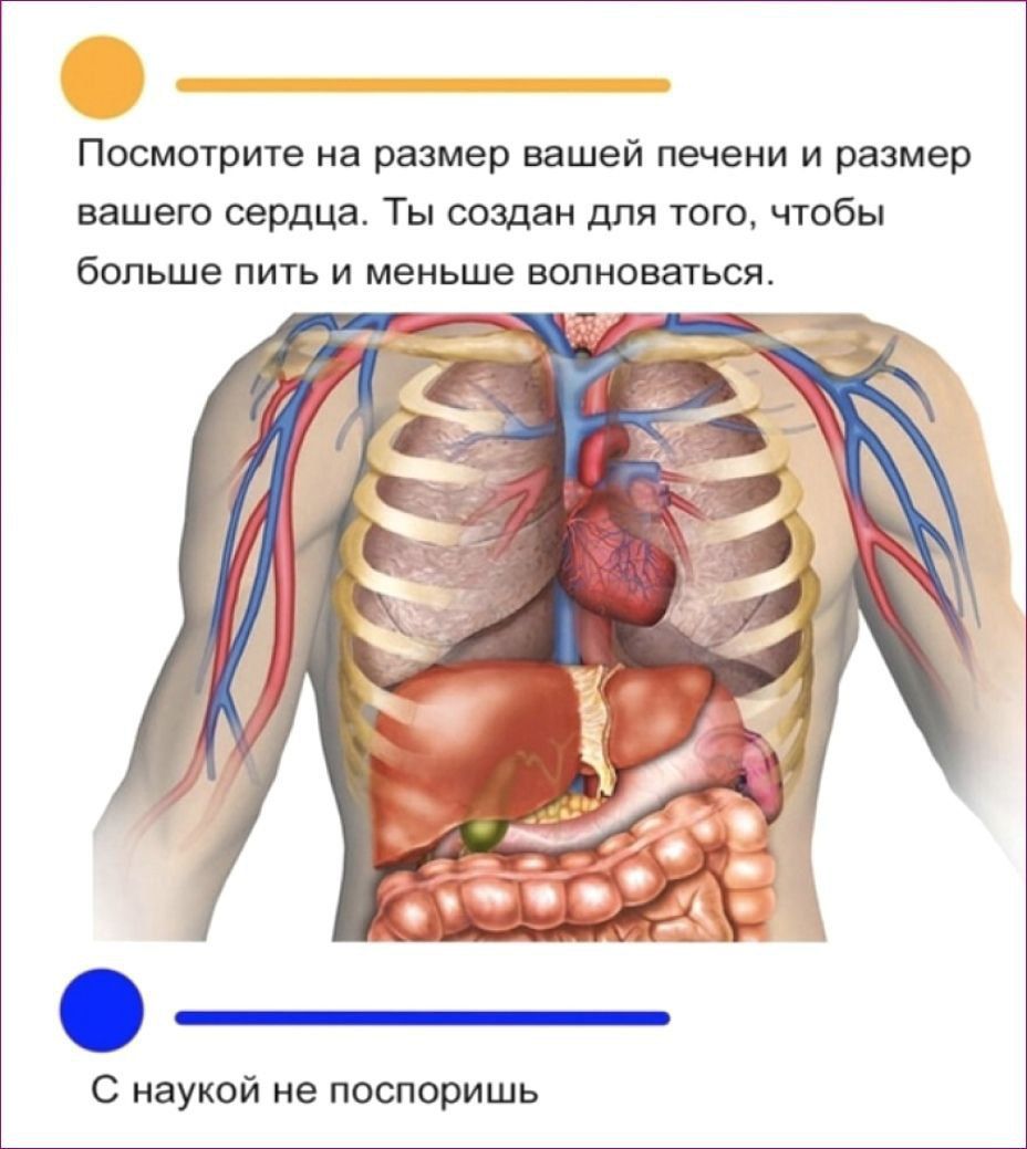 Посмшриче на размер вашей печени и размер вашего сердца Ты создан для того чтобы больше пить и меньше волноваться С наукой не ппспоришь