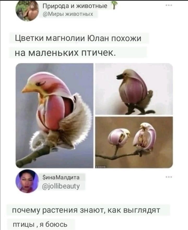 Природа и животные Мирыживтиых Цветки магнолии Юлан похожи на маленьких птичек эаМалдиш рНуЬезиту почему растения знают как выглядят птицы я боюсь