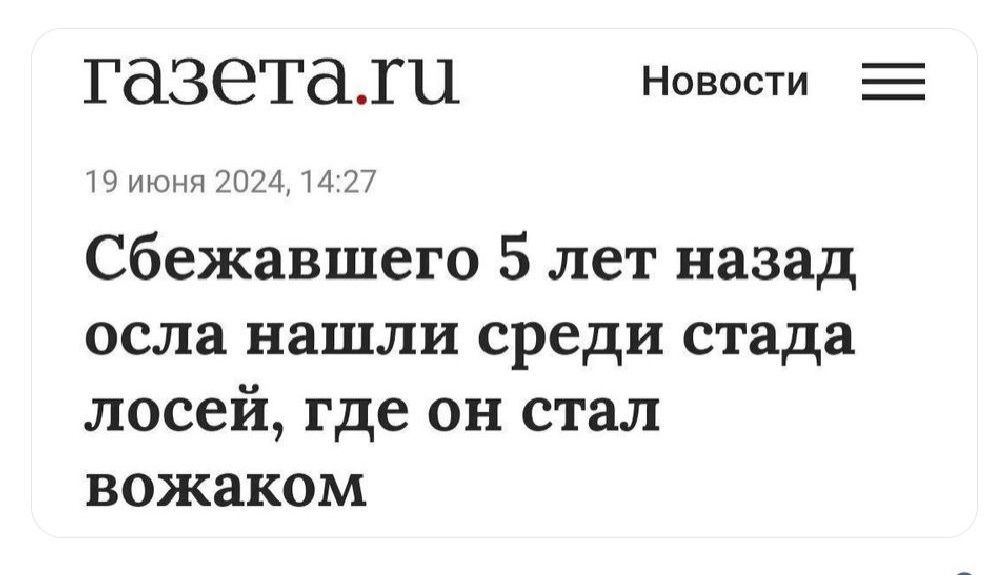 ГдЗЭТдіЦ Новости УЧШПмПМ сбежавшего 5 лет назад осла нашли среди стада лосей где он стал вожаком