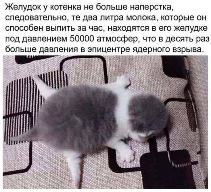 Желудсж у котенка не больше наперсгка следовательно те два питра мепока которые он способен выпить за час находятся в его желудке под давлением 50000 атмосфер что в десять раз больше давления в эпицентре ядерного взрыва