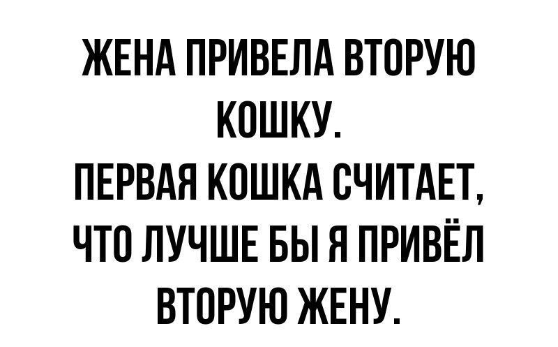 ЖЕНА ПРИВЕЛА ВТОРУЮ КПШКУ ПЕРВАЯ КОШКА СЧИТАЕТ ЧТП ЛУЧШЕ БЫ Я ПРИВЕЛ ВТПРУЮ ЖЕНУ