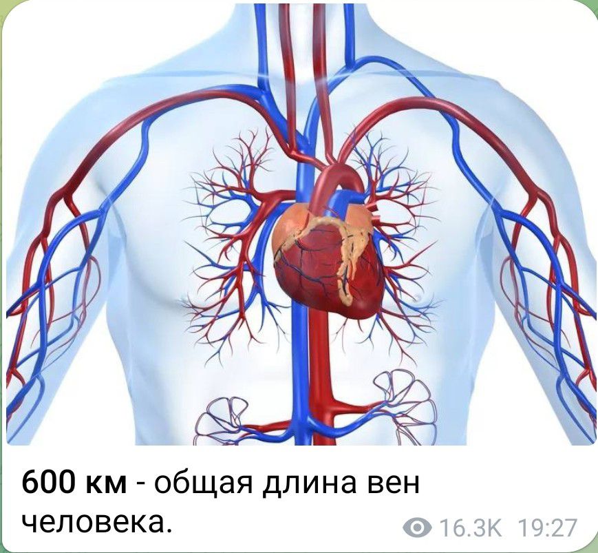 600 км общая длина вен человека 0