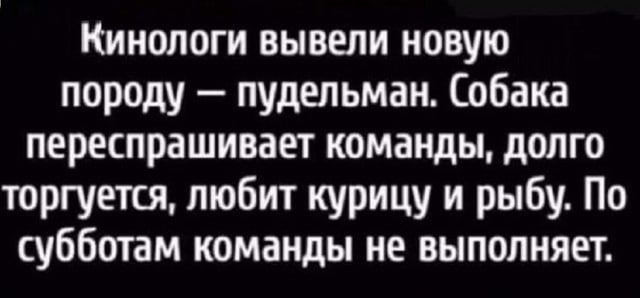 Кинологи вывели новую породу пудельман Собака переспрашивает команды долго торгуется любит курицу и рыбу По субботам команды не выполняет