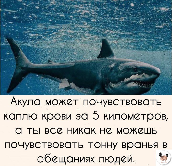 Акула может почувствовать каплю крови за 5 километров а ты все никак не можешь почувствовать тонну вранья в обещаниях людей