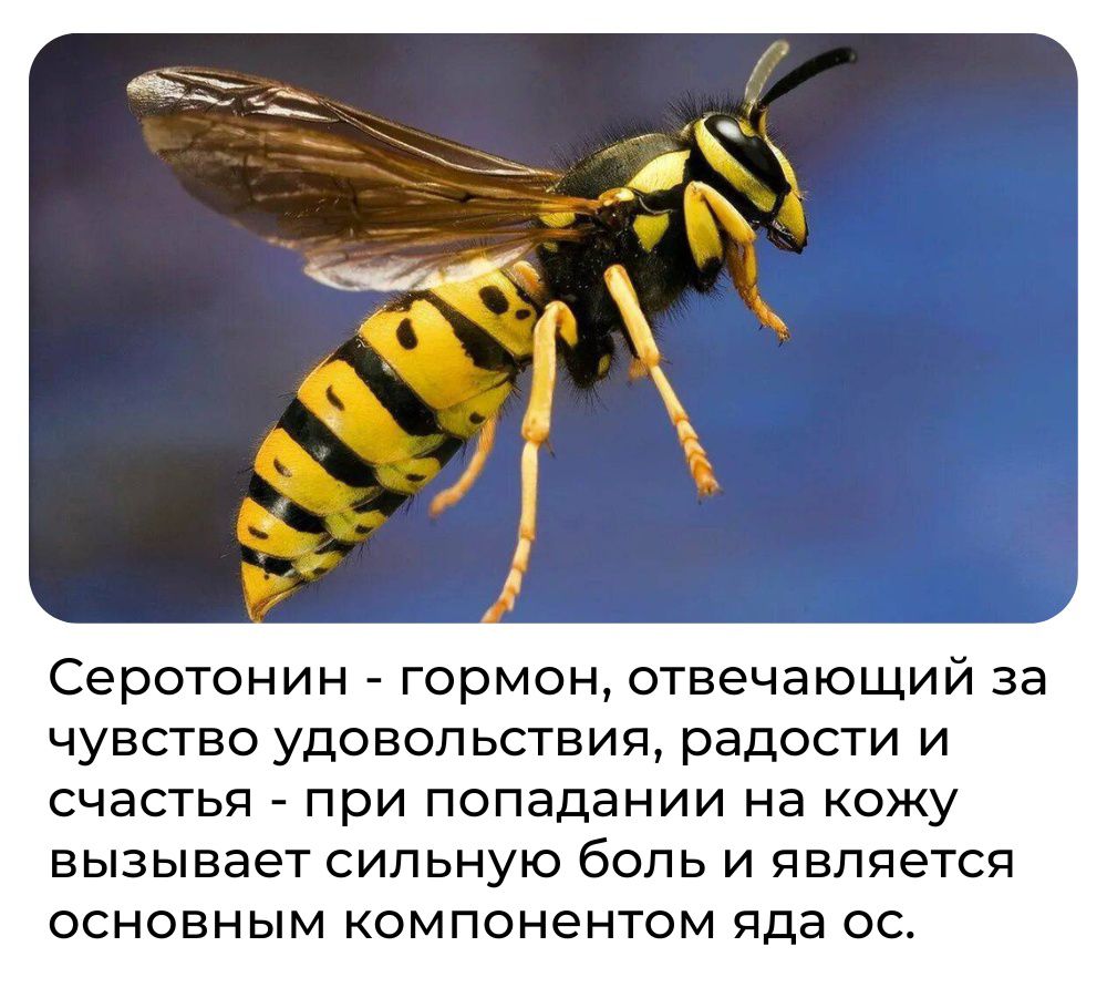 Серотонин гормон отвечающий за чувство удовольствия радости и счастья при попадании на кожу вызывает сильную боль и является основным компонентом яда ос
