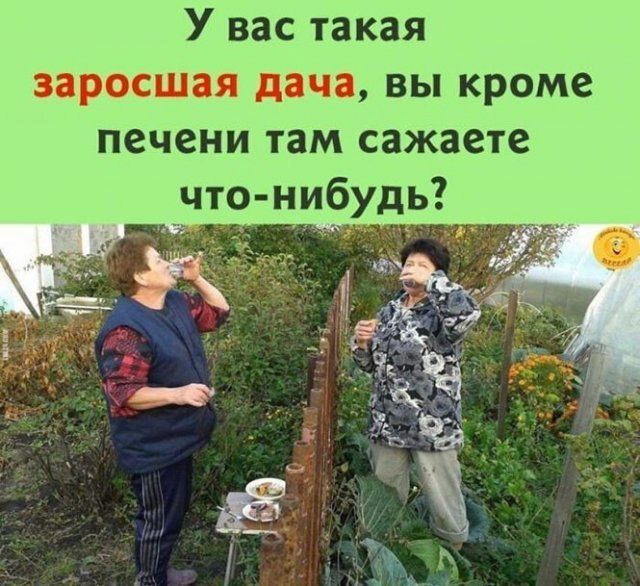 У вас такая заросшая дача вы кроме печени там сажаете