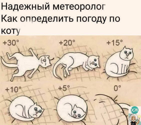 Надежный метеоролог Как определить погоду по коту 30