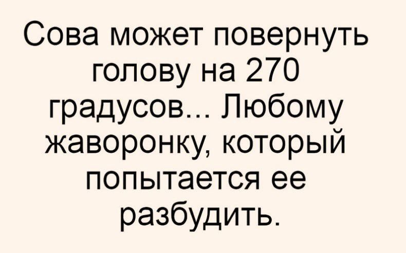 Сова может повернуть голову на 270 градусов Любому жаворонку который попытается ее разбудить