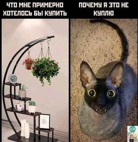 ЧТО МНЕ ПРИМЕРНО ПОЧЕМУ Я ЭТО НЕ ХОТЕЛОСЬ БЫ КУПИТЬ КУПЛЮ