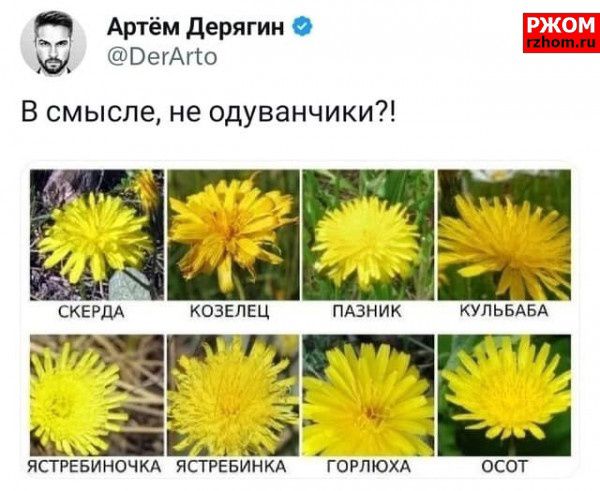 Артём Дерягин уу РегАпо В смысле не одуванчики