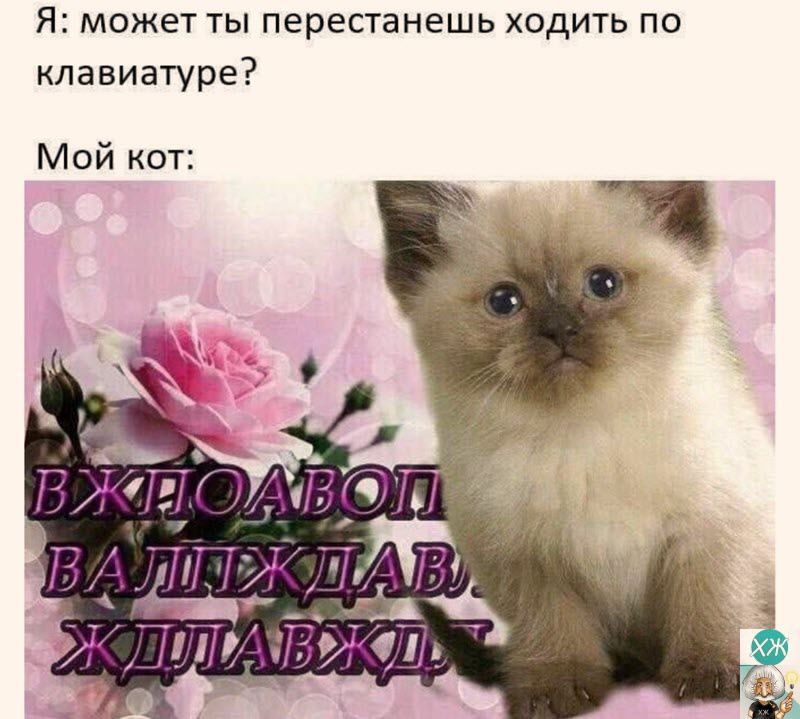 Я может ты перестанешь ходить по клавиатуре Мой кот