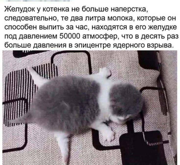 Желудок у котенка не больше наперстка следовательно те два литра молока которые он способен выпить за час находятся в его желудке под давлением 50000 атмосфер что в десять раз больше давления в эпицентре ядерного взрыва