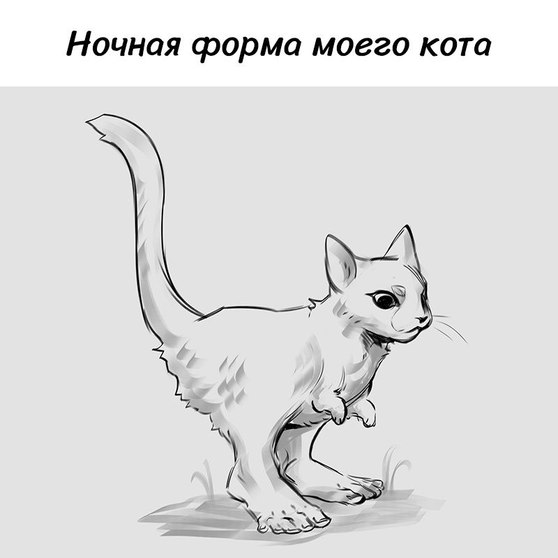 Ночная форма моего кота 1 ЗЕЬ