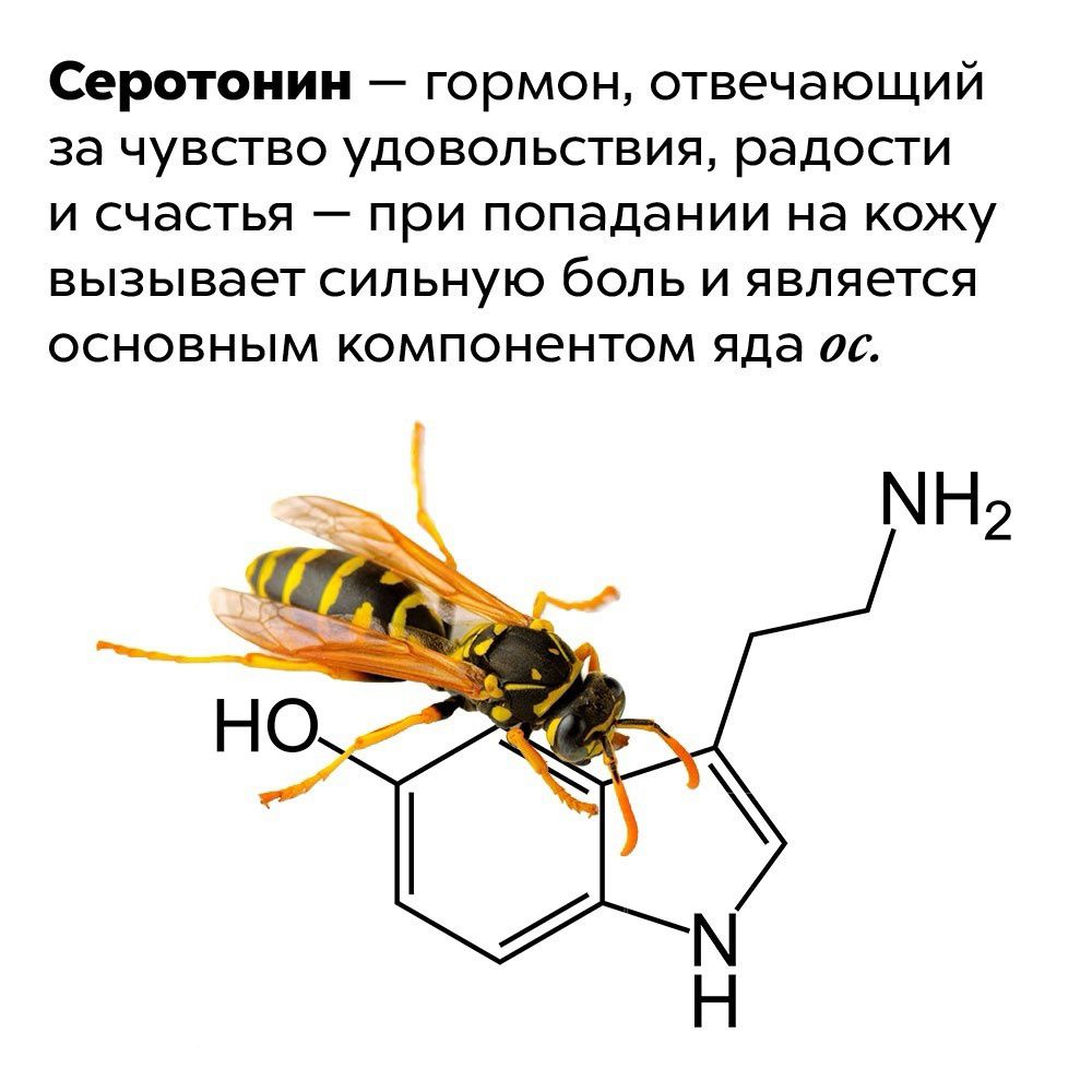 Серотонин гормон отвечающий за чувство удовольствия радости и счастья при попадании на кожу вызывает сильную боль и является основным компонентом яда ос
