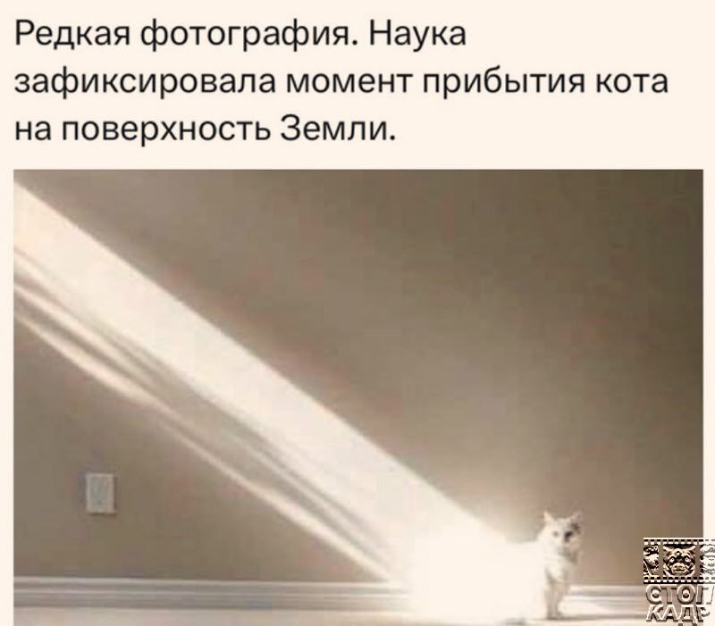 Редкая фотография Наука зафиксировала момент прибытия кота на поверхность Земли