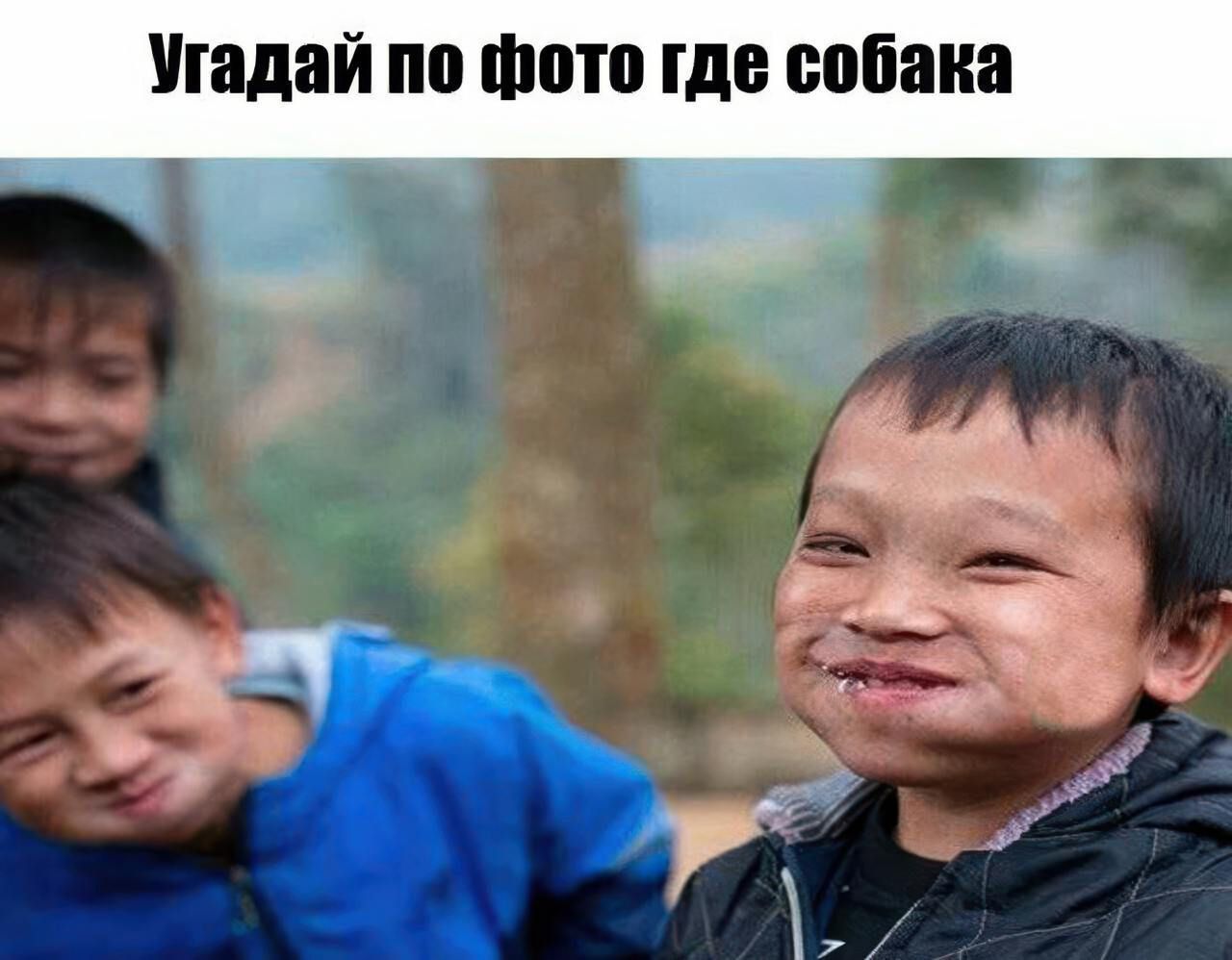 Угадай по фото где собака