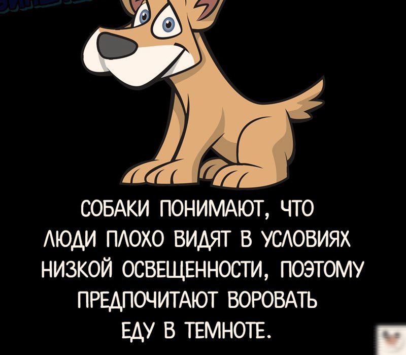 СОБАКИ ПОНИМАЮТ ЧТО ЛЮДИ ПЛОХО ВИДЯТ В УСЛОВИЯХ НИЗКОЙ ОСВЕЩЕННОСТИ ПОЭТОМУ ПРЕДПОЧИТАЮТ ВОРОВАТЬ ЕДУ В ТЕМНОТЕ