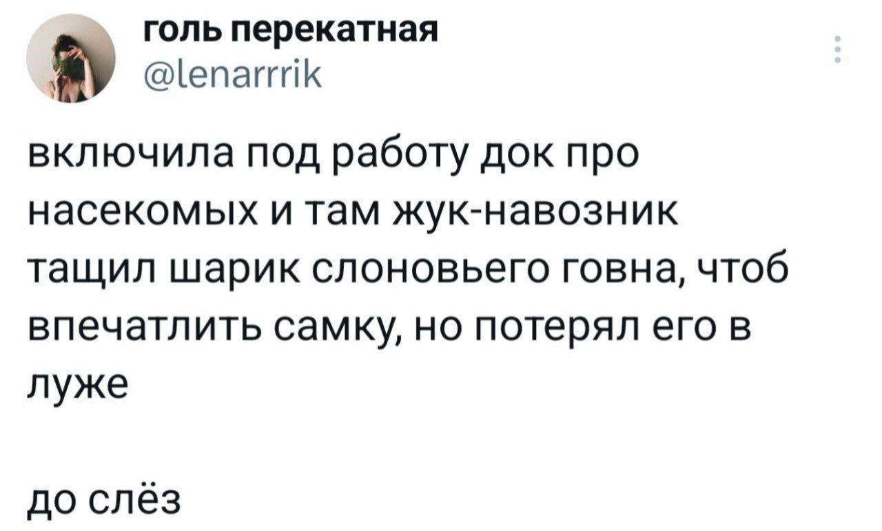 голь перекатная епаптик включила под работу док про насекомых и там жук навозник тащил шарик слоновьего говна чтоб впечатлить самку но потерял его в луже до слёз