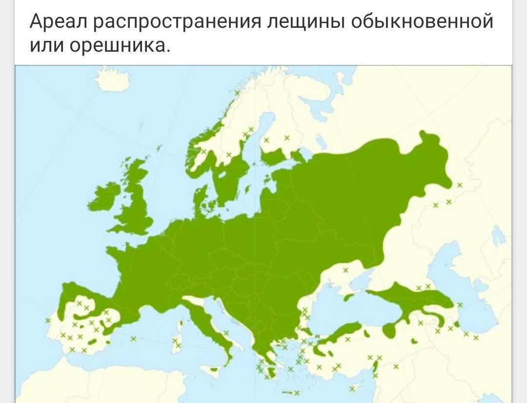 Ареал распространения лещины обыкновенной или орешника