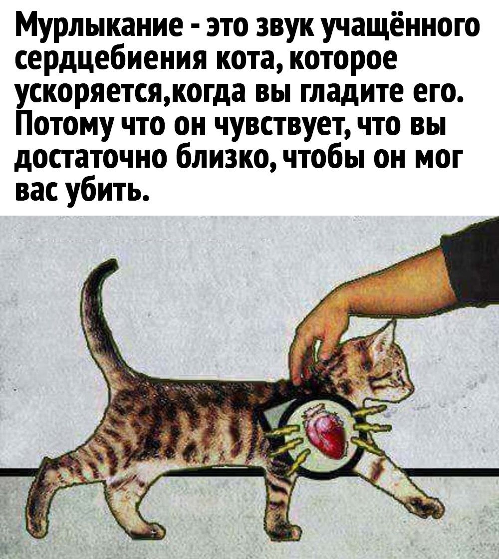 Мурлыкание это звук учащённого сердцебиения кота которое ускоряетсякогда вы гладите его Потому что он чувствует что вы достаточно близко чтобы он мог вас убить