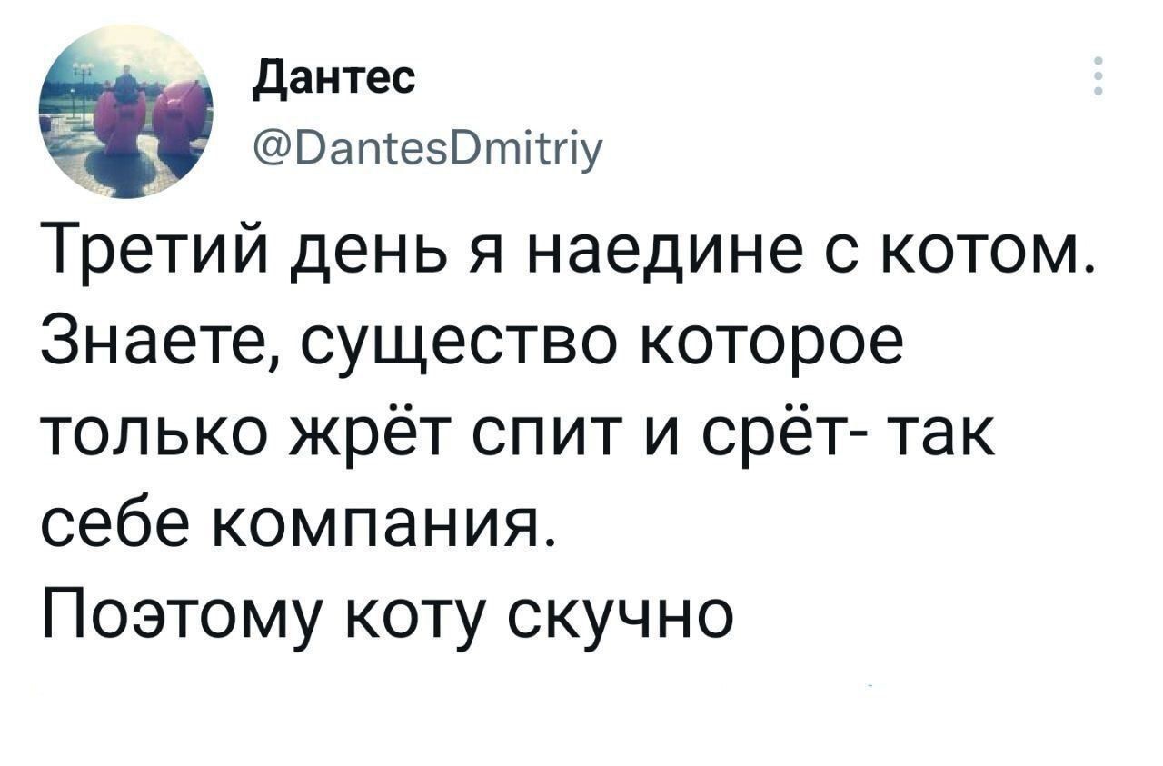 ш Дантес РВатезОтйпу Третий день я наедине с котом Знаете существо которое только жрёт спит и срёт так себе компания Поэтому коту скучно