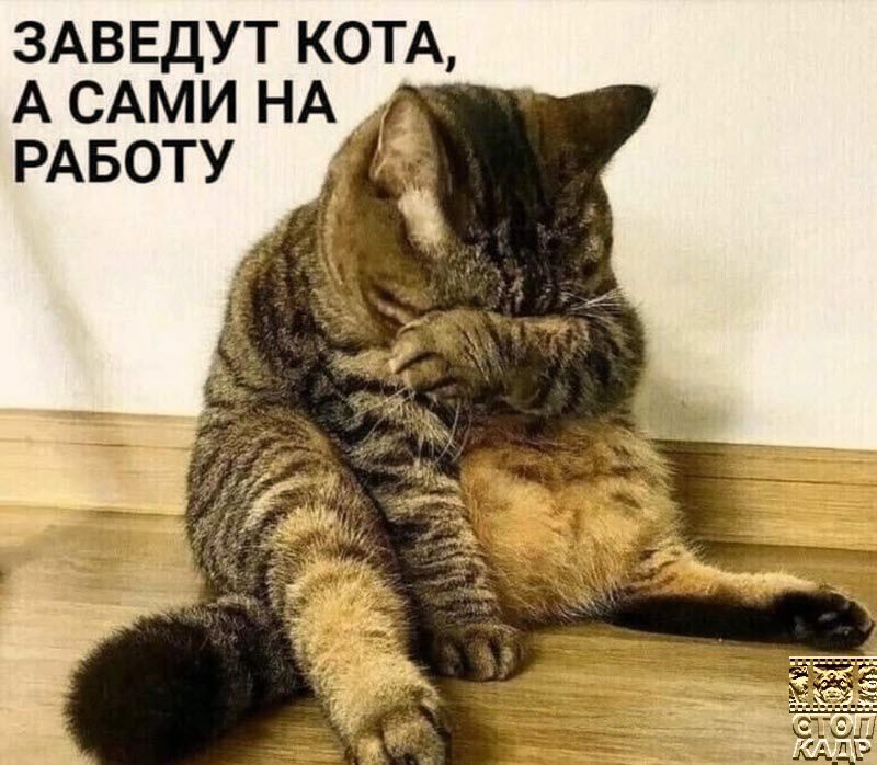 ЗАВЕДУТ КОТА А САМИ НА _ РАБОТУ