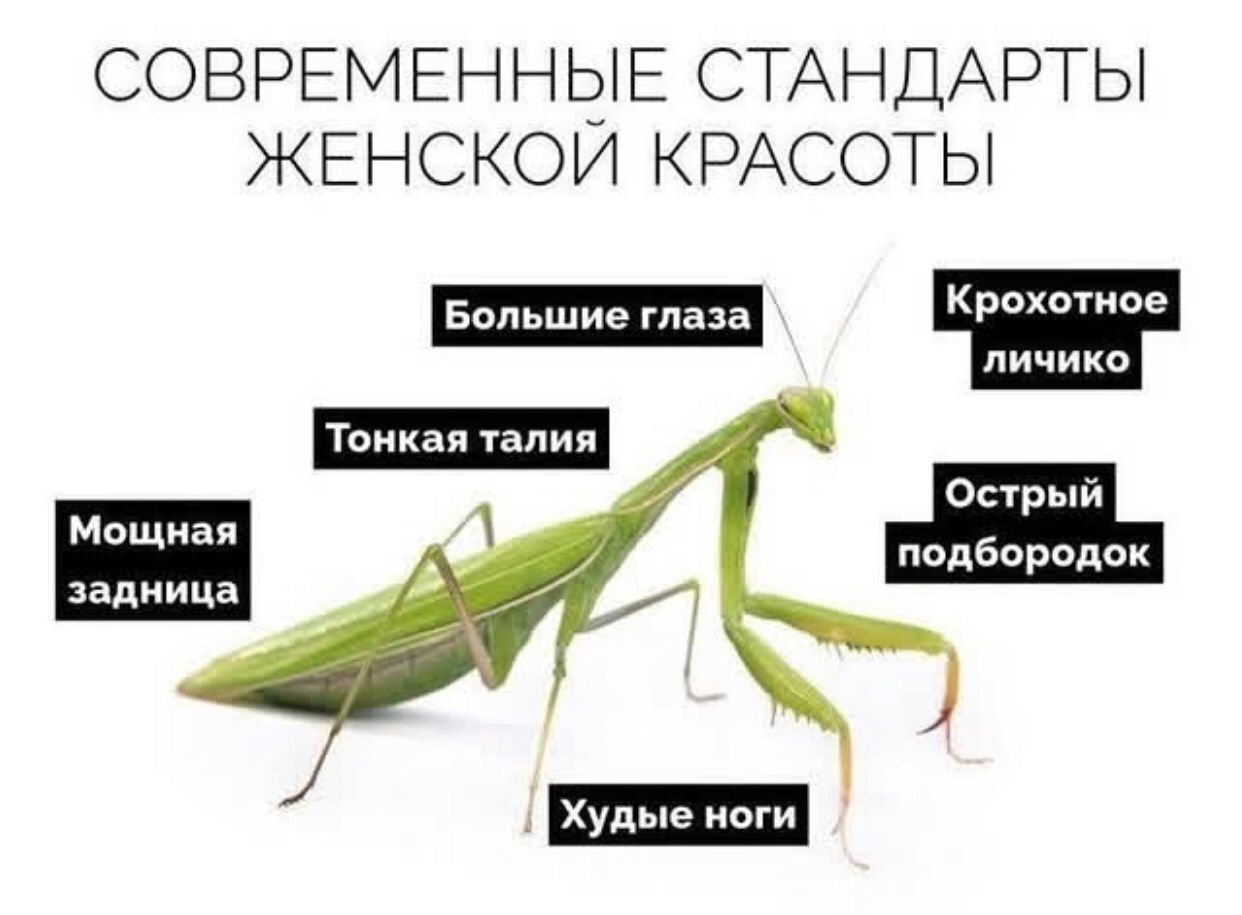 СОВРЕМЕННЫЕ СТАНДАРТЫ ЖЕНСКОЙ КРАСОТЫ Большие глаза Крохотное Мощная задница Острый подбородок