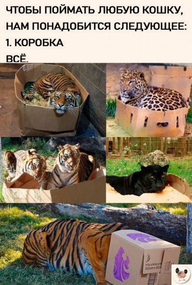 ЧТОБЫ ПОЙМАТЬ ЛЮБУЮ КОШКУ НАМ ПОНАДОБИТСЯ СЛЕДУЮЩЕЕ 1 КОРОБКА всёЁ