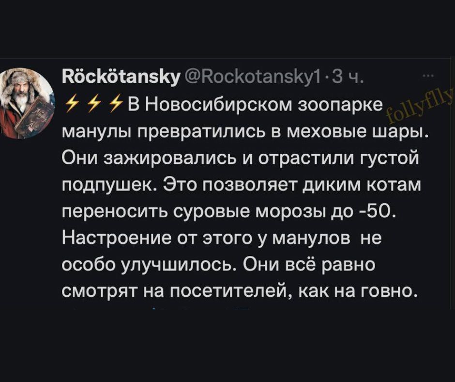 С КбсКбёапзКу ВоскКоапзКу З ч В Новосибирском зоопарке манулы превратились в меховые шары Они зажировались и отрастили густой подпушек Это позволяет диким котам переносить суровые морозы до 50 Настроение от этого у манулов не особо улучшилось Они всё равно смотрят на посетителей как на говно