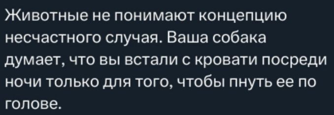 Животные не понимают концепцию несчастного случая Ваша собака думает что вы встали с кровати посреди ночи только для того чтобы пнуть ее по голове