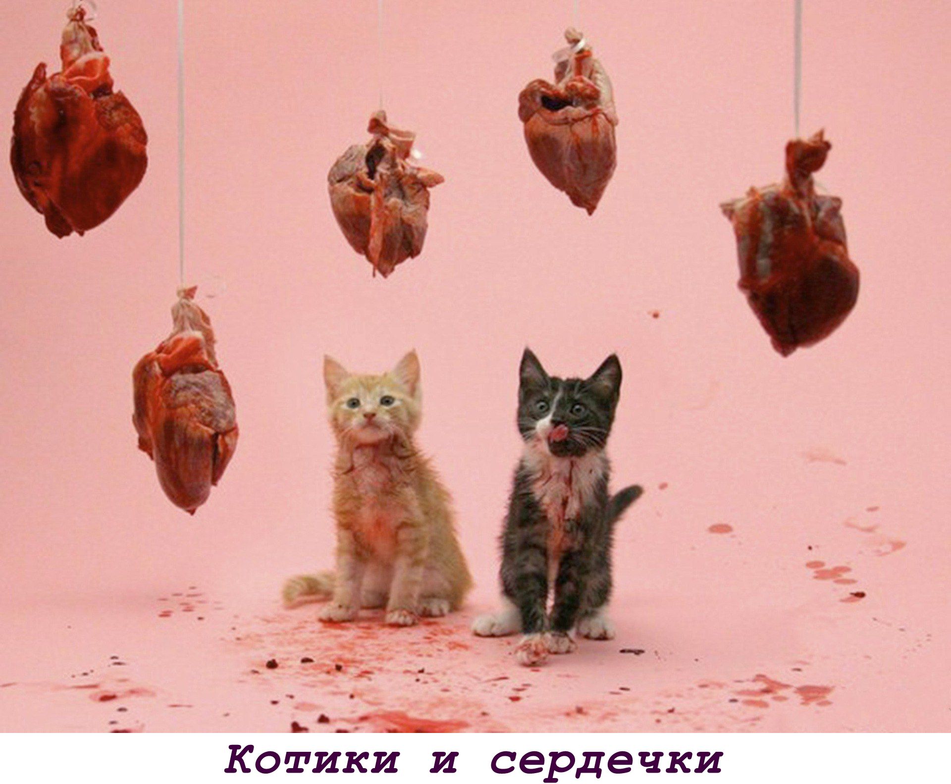 Тв й Котики и сердечки