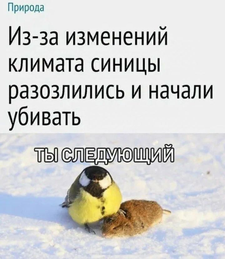 Природа Из за изменений климата синицы разозлились и начали убивать ТЫ0 СЛЕДУХОУ