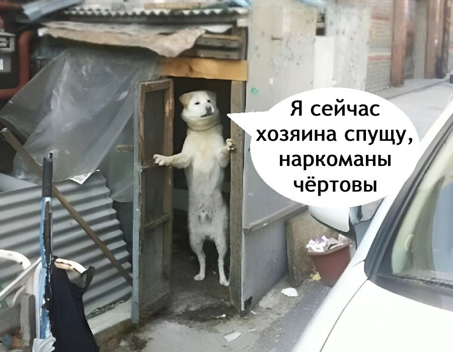 хозяина спущу наркоманы чёртовы