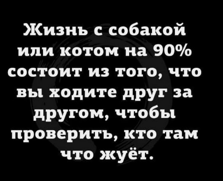 Жизнь с собакой или котом на 90% состоит из того, что вы ходите друг за другом, чтобы проверить, кто там что жует.