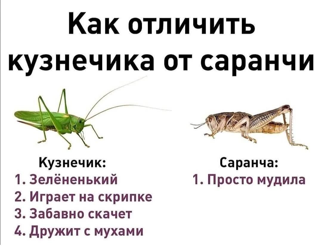 Как отличить кузнечика от саранчи
Кузнечик:
1. Зелёненький
2. Играет на скрипке
3. Забавно скачет
4. Дружит с мухами
Саранча:
1. Просто мудила