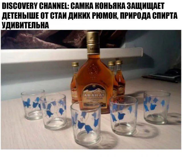 DISCOVERY CHANNEL: САМКА КОНЬЯКА ЗАЩИТАЕТ ДЕТЕНЫШЕ ОТ СТАЙ ДИКИХ РЮМОК, ПРИРОДА СПИРТА УДИВИТЕЛЬНА