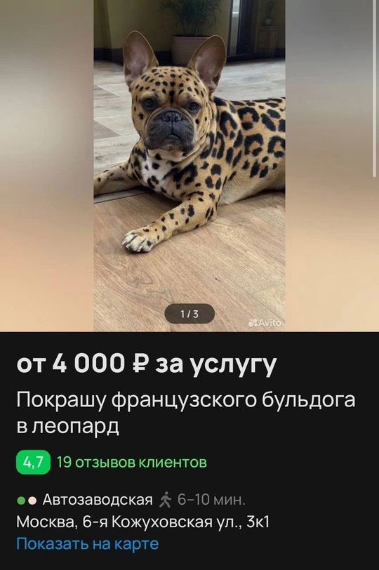 от 4 000 ₽ за услугу
Покрашу французского бульдога в леопард
4,7 19 отзывов клиентов
Автозаводская 6-10 мин.
Москва, 6-я Кожуховская ул., 3к1
Показать на карте