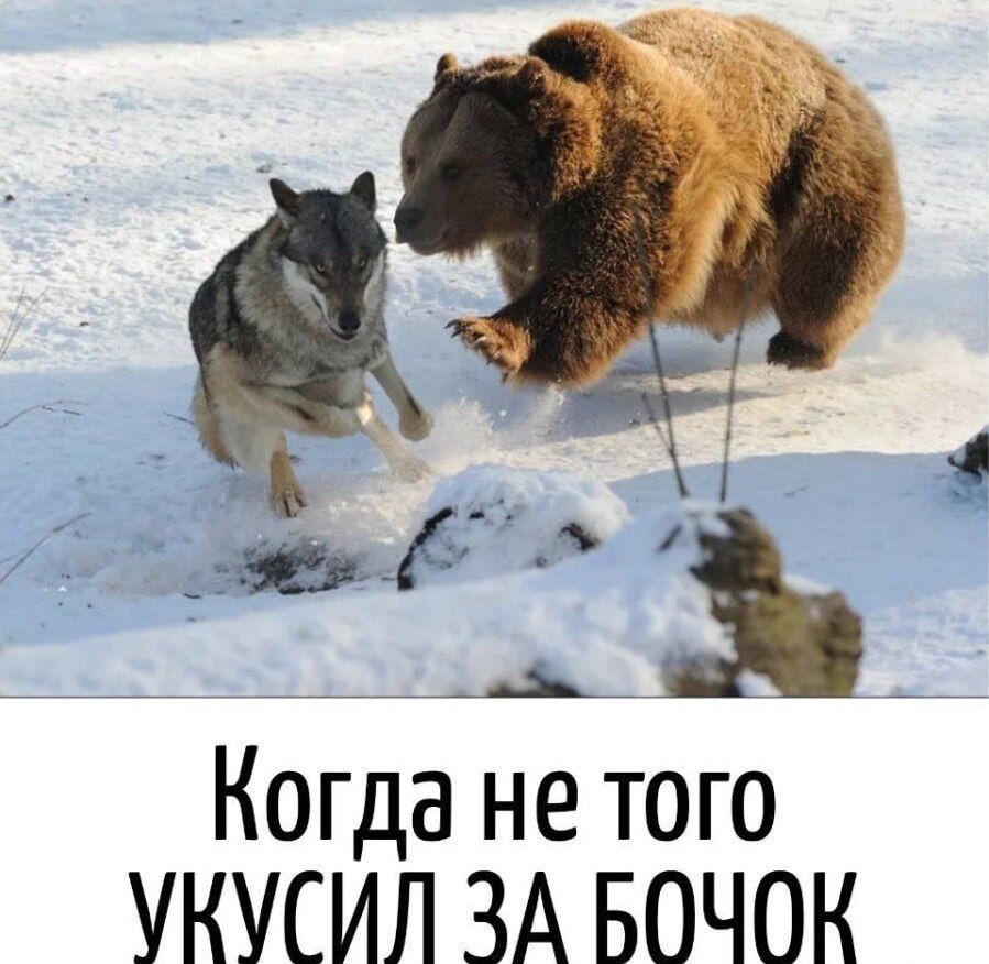 Когда не того укусил за бочок