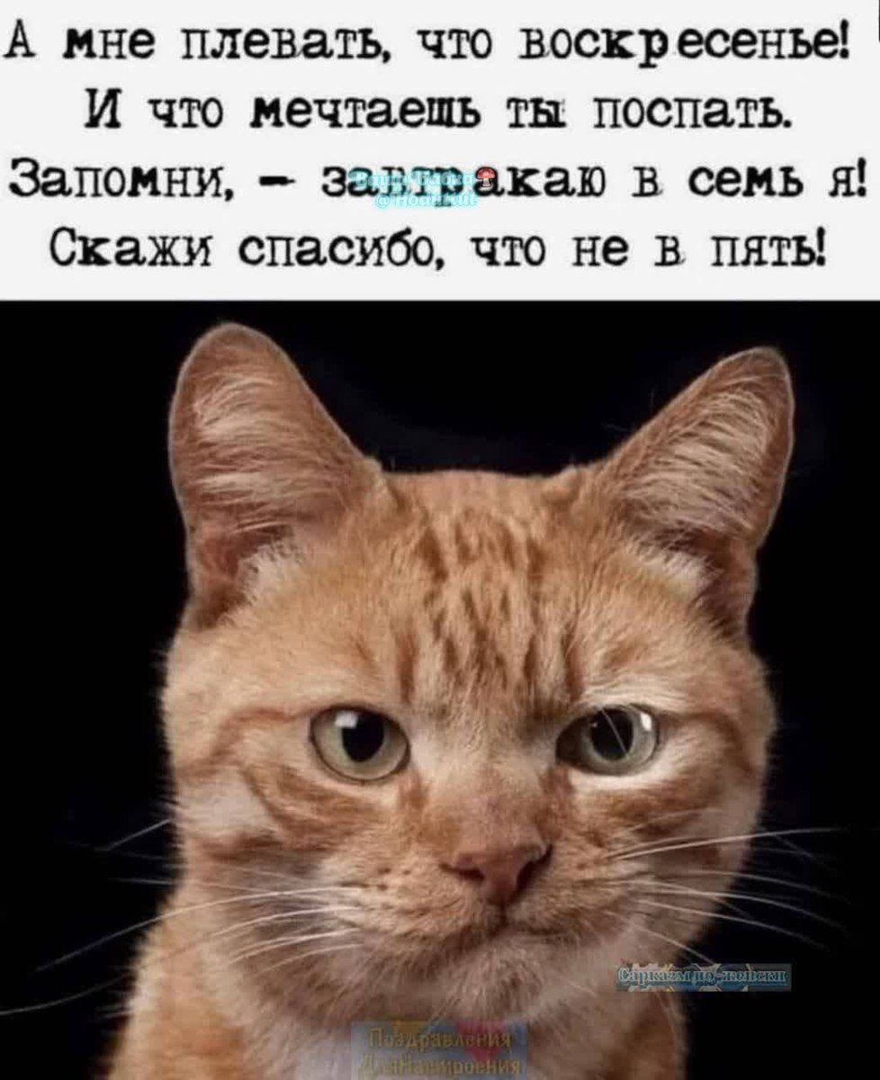 А мне плевать, что воскресенье! И что мечтаешь ты поспать. Запомни, - завтракаю в семь я! Скажи спасибо, что не в пять!