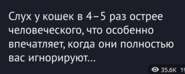 Слух у кошек в 4–5 раз острее человеческого, что особенно впечатляет, когда они полностью вас игнорируют...